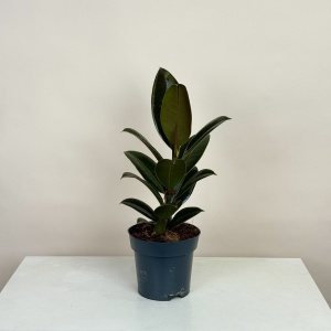 Фикус Мелани 40 см