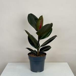 Фикус Абиджан 55 см